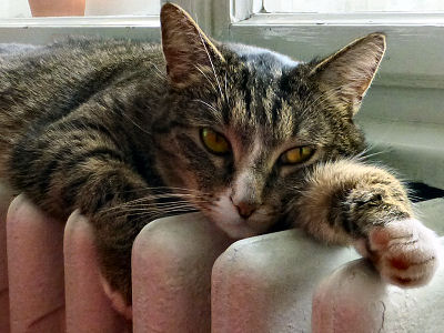 13januar_tschutschi_auf_ heizung_kl.jpg